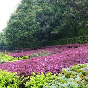 萍乡彩虹桥沿河路景象图片学区划分